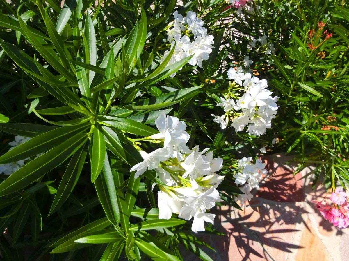 Bed and Breakfast Lone Star House Sainte-Maxime Esterno foto
